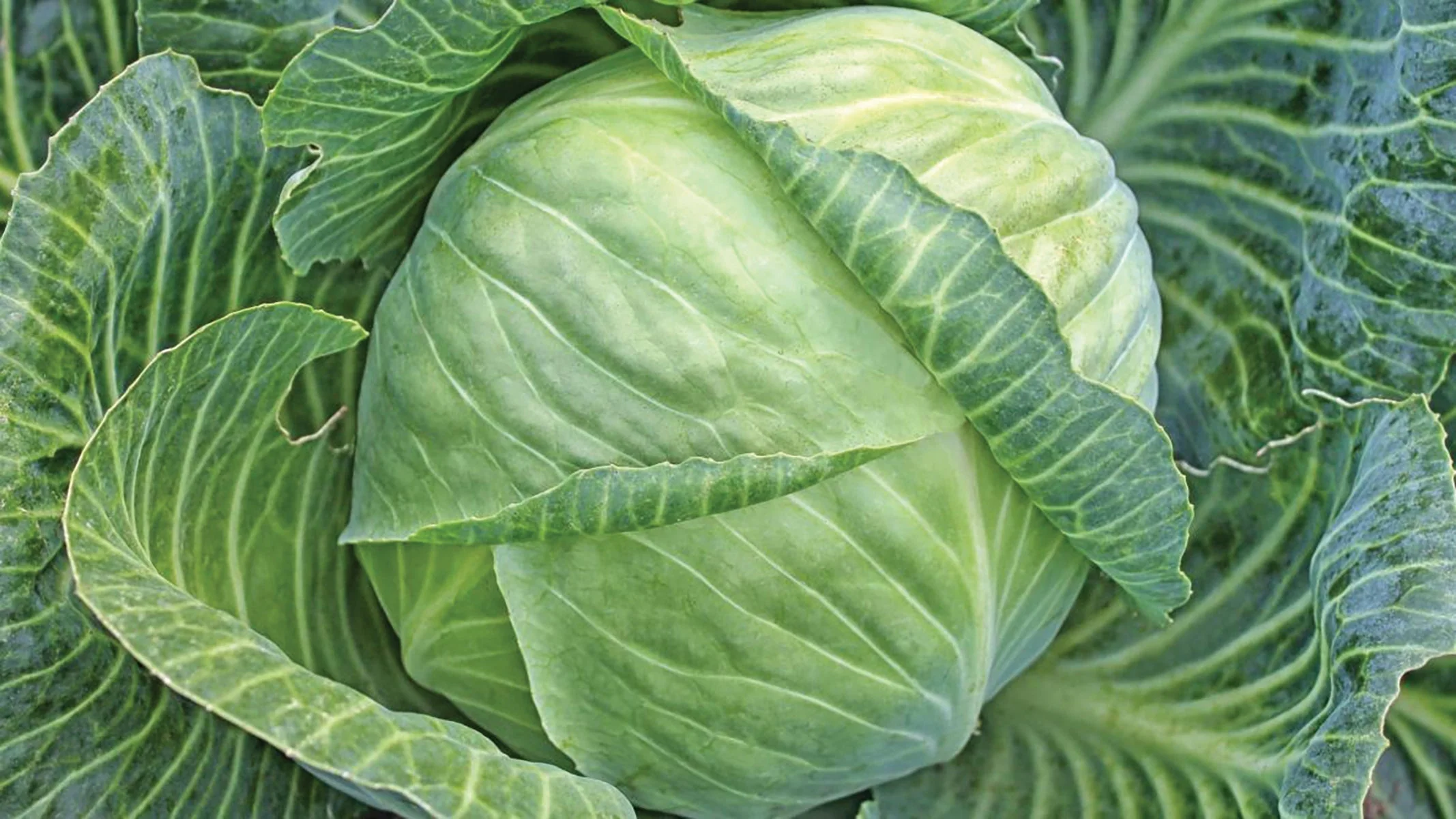 Cabbage | Team Grow